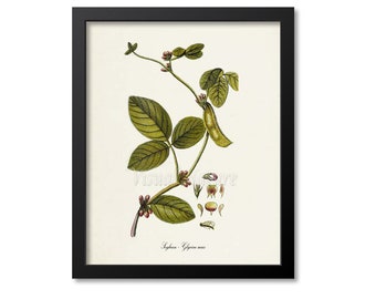 Soybean Botanical Print, Soybean Botanical Art Print, Soybean Wall Art, Farmer Gift, Glycine max