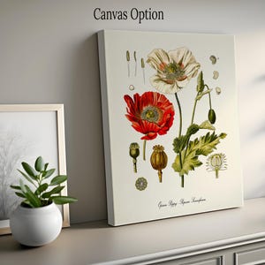 Może przedstawiać: Winietkowa ilustracja botaniczna czerwonego i białego maku z zielonymi liśćmi i torebkami nasiennymi. Tekst "Opium Poppy - Papaver Somniferum" jest wydrukowany pod obrazem.