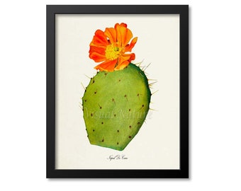 Nopal De Cerro Art Print, Botanical Art Print, Cactus Wall Art, Cactus Botanical Print, green orange art print
