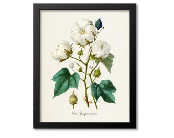 Impression botanique de plante de coton, illustration de coton vintage, art mural Gossypium hirsutum, décoration florale de ferme, affiche nature coton