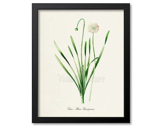 Chives Botanical Print, Chives Botanical Art Print, Chives Wall Art, Herb Print, Allium Schoenoprasum