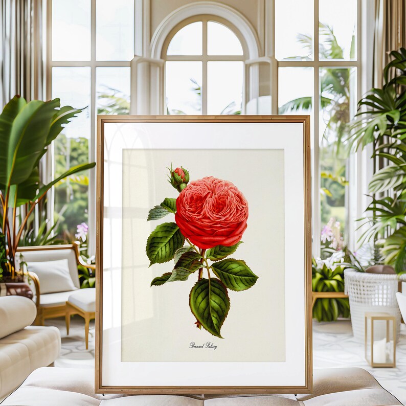 May include: A framed botanical illustration of a single red rose with green leaves. The rose is in full bloom and has a delicate, layered appearance. The text "Bernard Redout&eacute;" is printed below the rose.