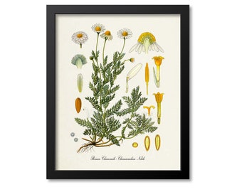 Roman Chamomile Botanical Print, Chamomile Botanical Art Print, Chamomile Wall Art, Chamomile Decor, Aromatherapy Print,  Chamaemelum Nobile