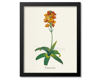 Star of Bethlehem Flower Art Print, Sun Star Botanical Art Print, Flower Wall Art, Flower, Floral Print, Redoute,orange, Ornithogalum dubium