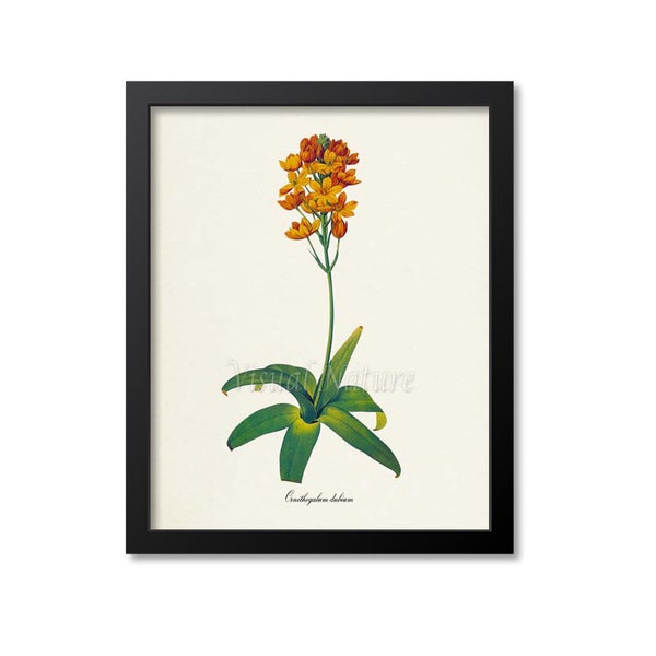 Star of Bethlehem Flower Art Print, Sun Star Botanical Art Print, Flower Wall Art, Flower, Floral Print, Redoute,orange, Ornithogalum dubium