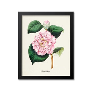 Camellia Japonica Flower Art Print, Botanical Art Print, Flower Wall Art, Flower Print, Floral Print, Home Decor, pink