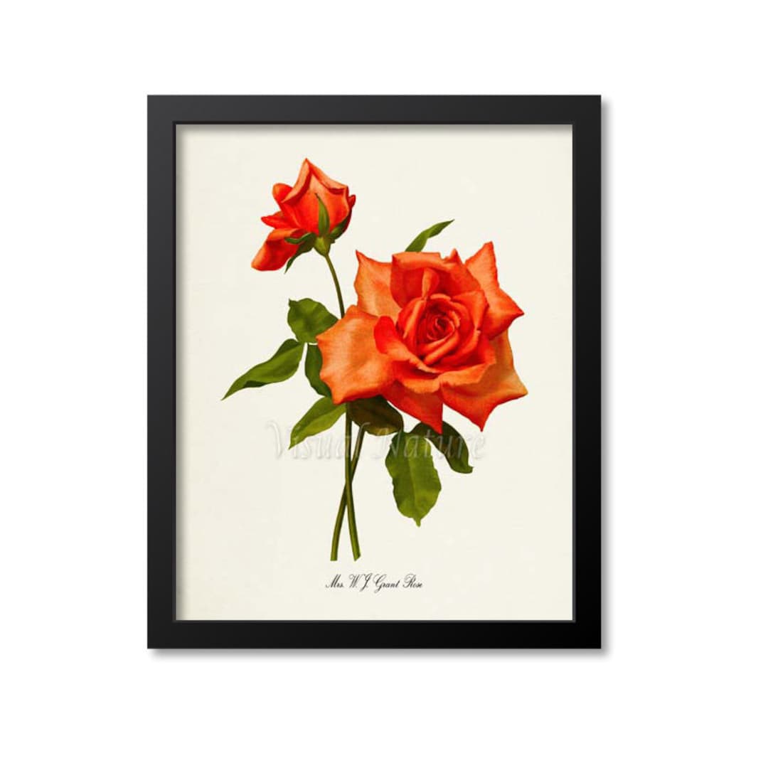 Aw Print Roses Mrs W J Grant Rose Flower Art Print, Botanical Art Print, Flower Wall ...