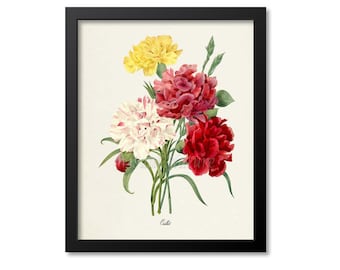 Carnation Flower Art Print, Botanical Art Print, Flower Wall Art, Flower Print, Floral Print, Redoute, red, yellow, pink, white, Oeillet