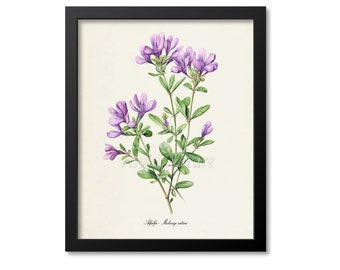 Alfalfa Botanical Print, Alfalfa Botanical Art Print, Alfalfa Wall Art, Alfalfa Decor, Farmer Wall Art, Lucerne