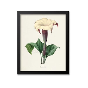 May include: A framed botanical print depicting a Datura flower illustration. The flower has a creamy white corolla with maroon accents, a deep purple stem, and green leaves. The print is set against a cream background.