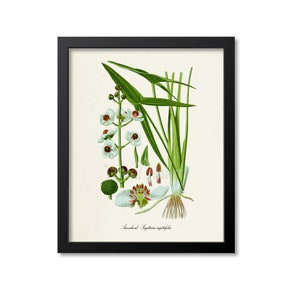 Arrowhead Botanical Print, Flower Art Print, Flower Wall Art, Floral Art, White Arrowhead Art Print, Sagittaria sagittifolia, Garden Plant