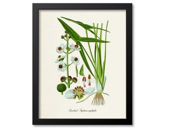 Arrowhead Botanical Print, Flower Art Print, Flower Wall Art, Floral Art, White Arrowhead Art Print, Sagittaria sagittifolia, Garden Plant