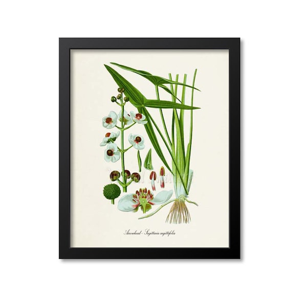 Arrowhead Botanical Print, Flower Art Print, Flower Wall Art, Floral Art, White Arrowhead Art Print, Sagittaria sagittifolia, Garden Plant