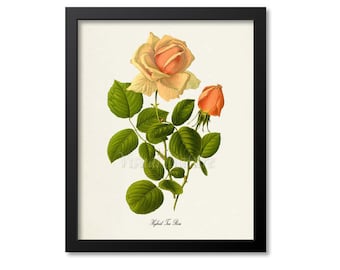 Hybrid Tea Rose Flower Art Print, Botanical Art Print, Flower Wall Art, Flower Print, Floral Print, Orange Yellow Rose Print