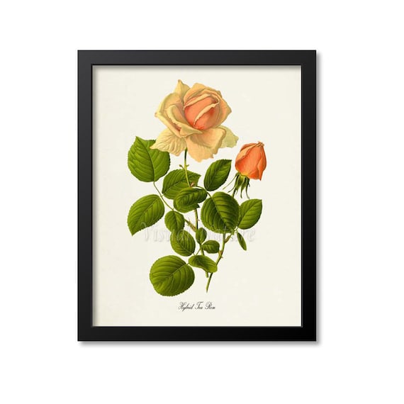 1962 Moulin Rouge Rose Botanical Print