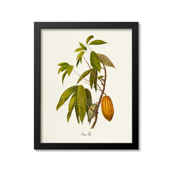Cacao Tree Art Print Cocoa Tree Cocoa Beans Chocolate Etsy