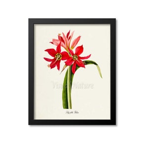 Lily of the Palace Flower Art Print, Botanical Art Print, Flower Wall Art, Flower Print, Red Flower Art Print, Home Decor, Amaryllis