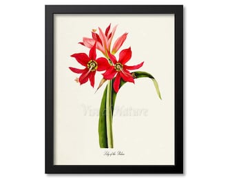 Lily of the Palace Flower Art Print, Botanical Art Print, Flower Wall Art, Flower Print, Red Flower Art Print, Home Decor, Amaryllis