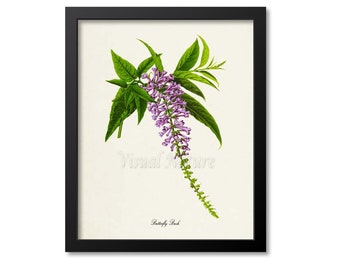 Butterfly Bush Flower Art Print, Botanical Art Print, Flower Wall Art, Flower Print, Floral, purple flower art print