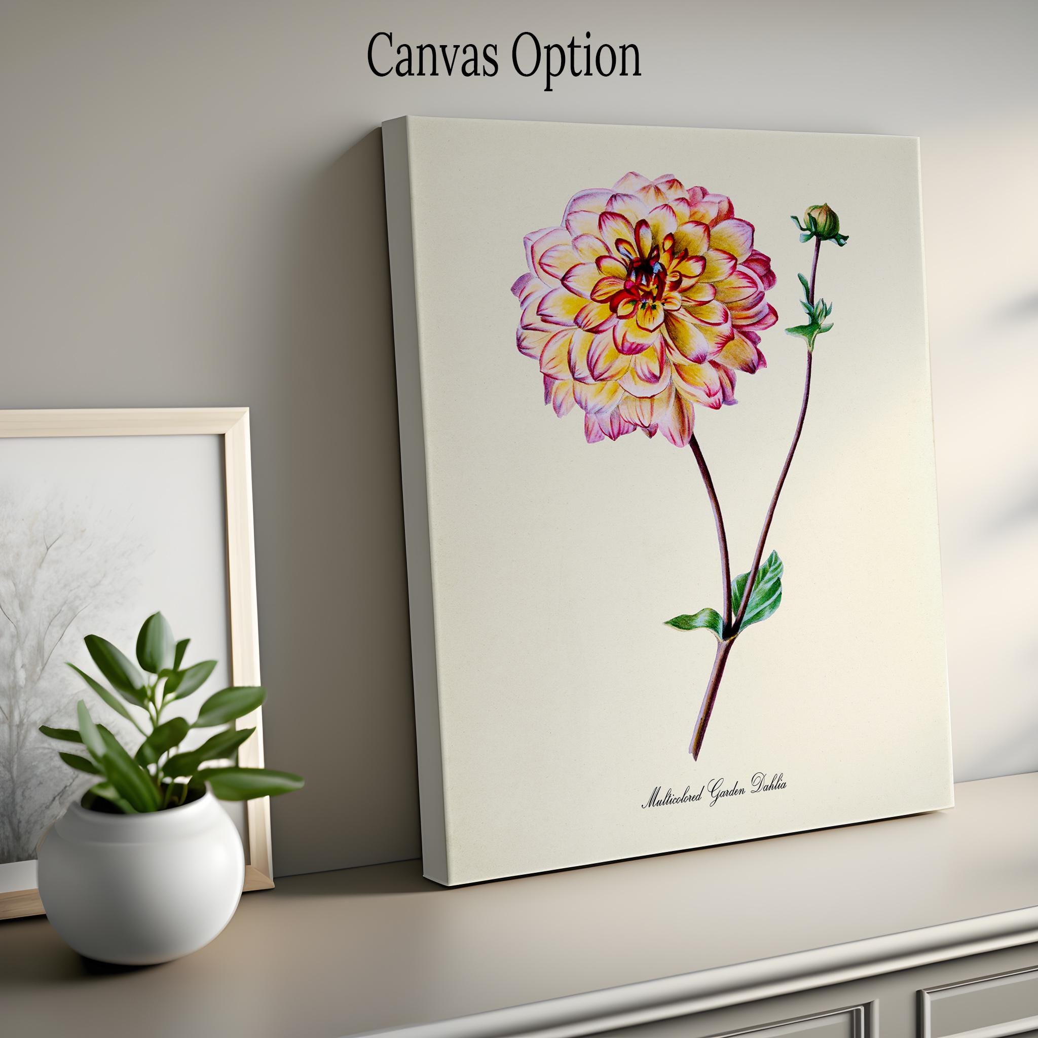 Multicolored Garden Dahlia Flower Art Print, Botanical Art Print ...