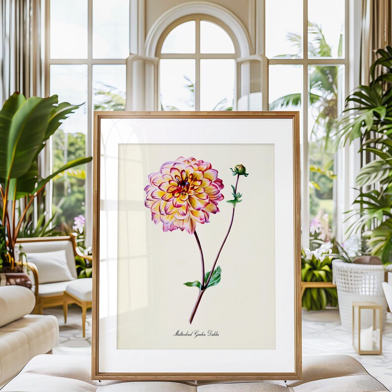 Multicolored Garden Dahlia Flower Art Print, Botanical Art Print ...