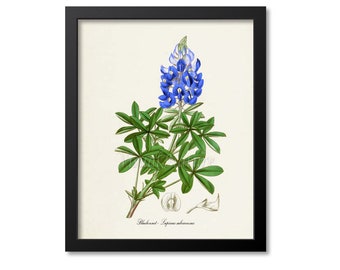 Bluebonnet Botanical Print, Flower Wall Art, Botanical Art Print, Texas State Flower, Lupinus subcarnosus