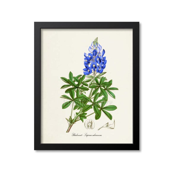 Bluebonnet Botanical Print, Flower Wall Art, Botanical Art Print, Texas State Flower, Lupinus subcarnosus