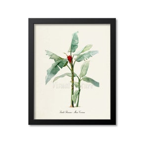 Scarlet Banana Botanical Print, Banana Art Print, Tropical Palm Fruit Art, Kitchen Art, Musa Coccinea