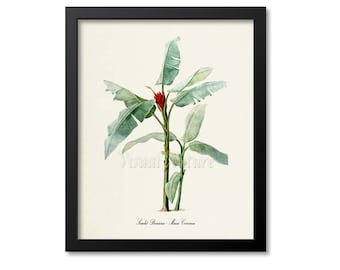 Scarlet Banana Botanical Print, Banana Art Print, Tropical Palm Fruit Art, Kitchen Art, Musa Coccinea