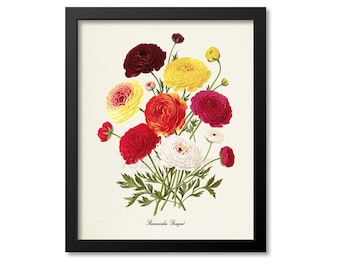 Persian buttercup Botanical Print, Ranunculus Bouquet, Flower Art Print, Flower Wall Art, Floral Art, Garden, red, yellow, white, pink