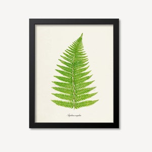 Fern Art Print, Botanical Art Print, Fern Wall Art, Fern Print, Botanical Print, Aspidium angulare