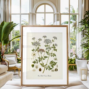 Poison Hemlock Botanical Print, Poison Hemlock Botanical Art Print, Poison Hemlock Wall Art, Poison Hemlock Decor, Conium Maculatum image 2
