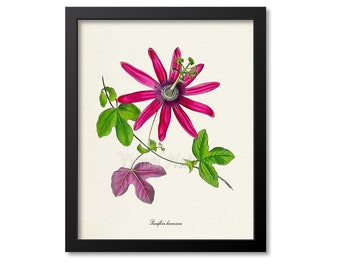 Passiflora kermesina Flower Art Print, Botanical Art Print, Flower Wall Art, Flower Print, Floral Print, pink flower print