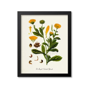 Pot Marigold Botanical Print, Marigold Botanical Art Print, Marigold Wall Art, Marigold Decor, Flower Art Print, Calendula officinalis