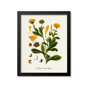 May include: A vintage botanical illustration of a Calendula Officinalis plant, also known as Pot Marigold. The illustration features a detailed depiction of the plant's leaves, flowers, and seeds in shades of green, yellow, and brown.