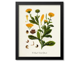 Pot Marigold Botanical Print, Marigold Botanical Art Print, Marigold Wall Art, Marigold Decor, Flower Art Print, Calendula officinalis