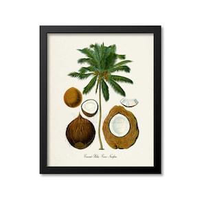 Coconut Palm Botanical Print, Coconut Palm Botanical Art Print, Coconut Palm Wall Art, Coconut Palm Decor, Coconut Print, Cocos Nucifera