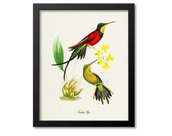 Impresión de colibrí, impresión de arte de aves, arte de aves, póster de aves, arte floral, jardín floral, arte de colibrí Trochilus Pyra, rojo, amarillo