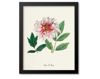 Chinese Tree Peony Flower Art Print, Botanical Art Print, Flower Wall Art, Flower Print, Floral Print, Pink Peony Art Print