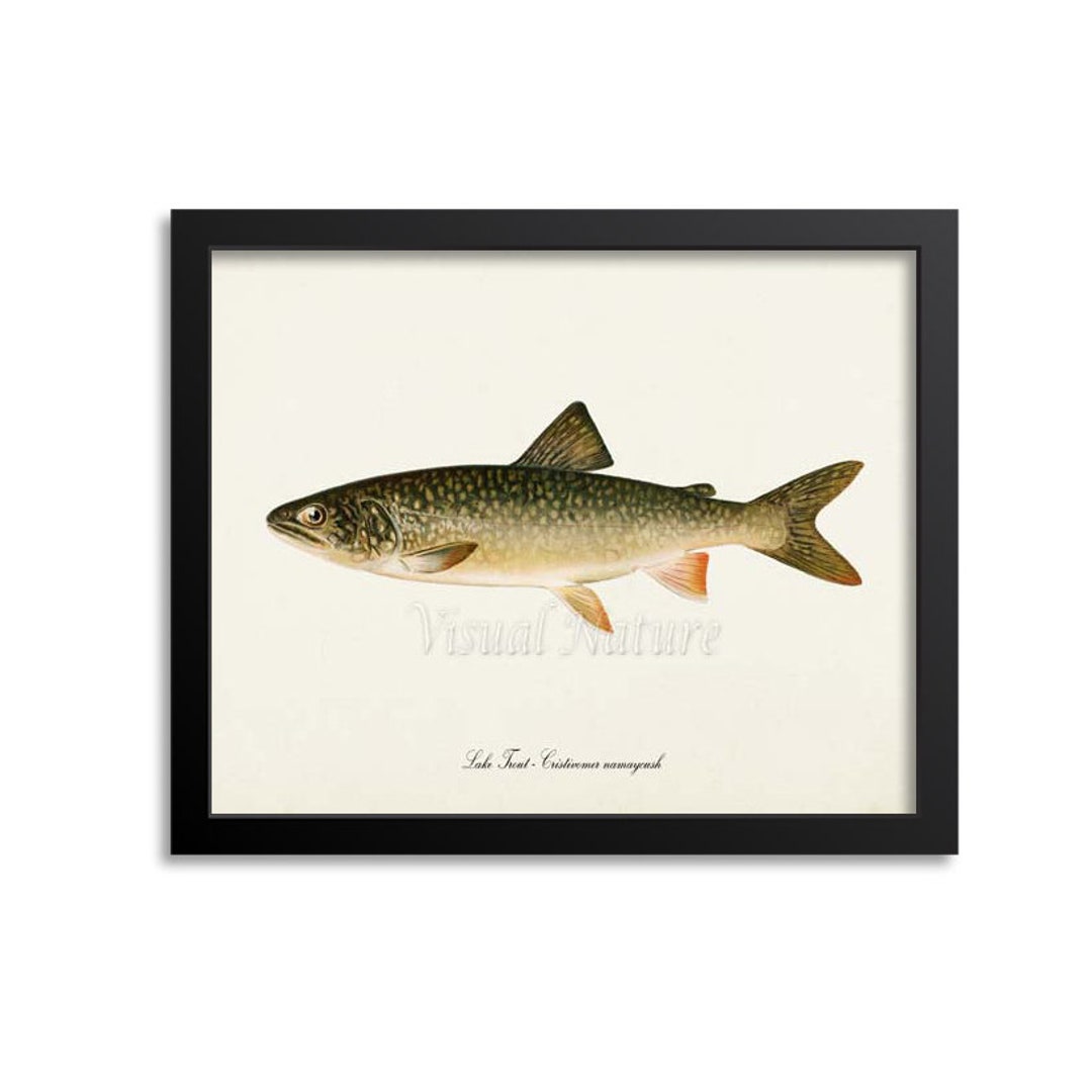 Lake Trout Art Print, Fishing Art Print, Fishing Wall Art Decor Etsy