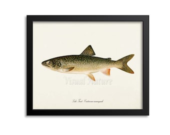 Lake Trout Art Print, Fishing Art Print, Fishing Wall Art Decor