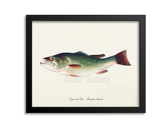 Largemouth Bass Art Print, Fishing Art Print, Fishing Wall Art Decor