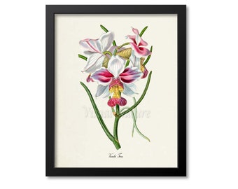 Vanda Teres Orchid Flower Art Print, Botanical Art Print, Flower Wall Art, Flower Print, Floral Print,white,pink, yellow orchid flower print