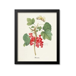 May include: A vintage botanical illustration of a red currant branch with green leaves and a small yellow butterfly. The text "Ribes rubrum" is printed below the image.