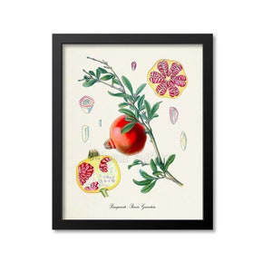 Pomegranate Botanical Print, Pomegranate Botanical Art Print, Pomegranate Wall Art, Pomegranate Decor, Kitchen Art Print, Punica Granatum