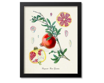 Pomegranate Botanical Print, Pomegranate Botanical Art Print, Pomegranate Wall Art, Pomegranate Decor, Kitchen Art Print, Punica Granatum