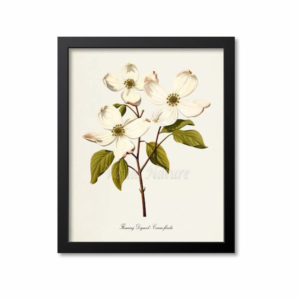 Dogwood Flower Art Print, Botanical Art Print, Flower Wall Art, Flower Print, white, green, Cornus florida