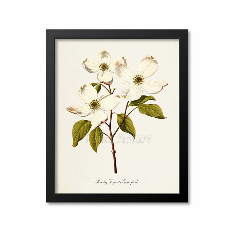 Dogwood Flower Art Print, Botanical Art Print, Flower Wall Art, Flower Print, white, green, Cornus florida