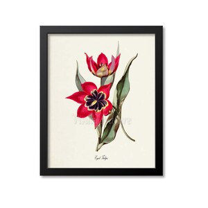 Puede incluir: Una ilustración botánica vintage de dos tulipanes rojos con centros negros y acentos amarillos. Los tulipanes se representan con hojas y tallos verdes. El texto "Eyed Tulip" está impreso debajo de la imagen.