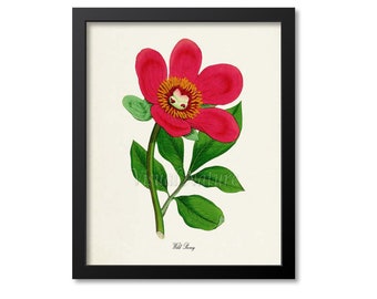 Wild Peony Flower Art Print, Botanical Art Print, Flower Wall Art, Flower Print, Floral Print, red, green, Paeonia officinalis Mas